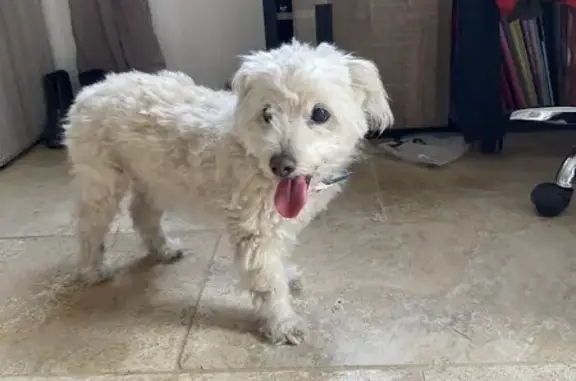 Bichon blanc âgé trouvé à Lorgues - photo