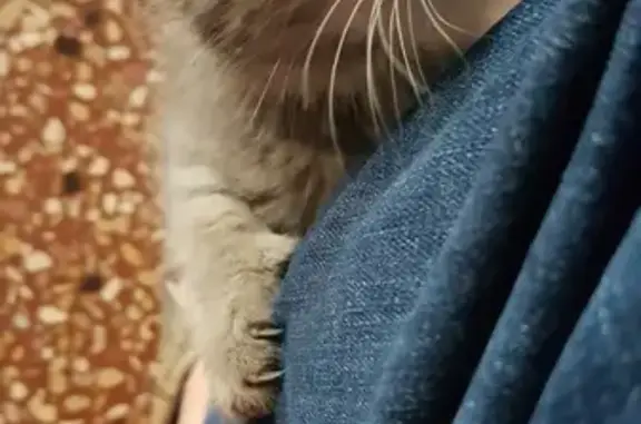 Chaton gris trouvé à Sandillon - photo
