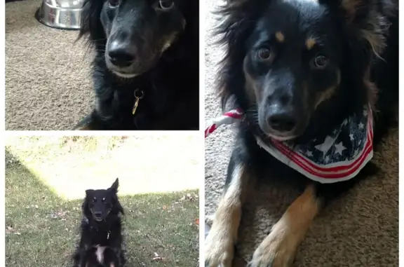 Lost Dog Alert: Tri-Color Collie Mix Rudy!