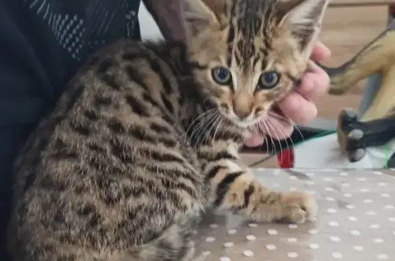 Chaton trouvé à Couhé, 3 mois - photo