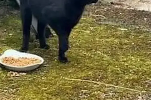 Chatte noire trouvée à Étreillers - photo