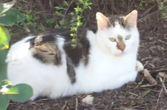 Chat perdu, , photo: Chat blanc/taches marron perdu à Châtenoy