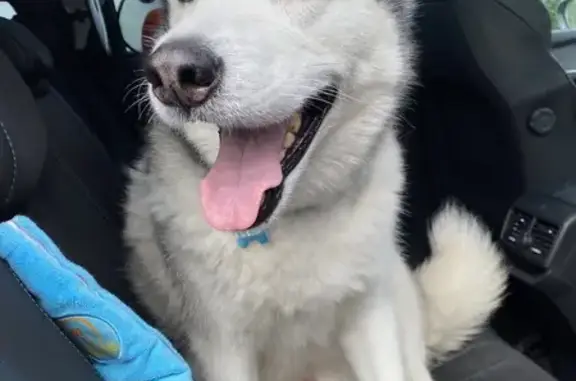 Husky perdu à La Chaussée (51) - photo