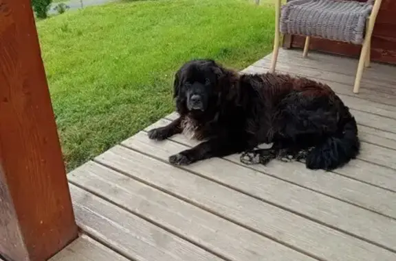 Chien perdu à La Serre, 35 - photo
