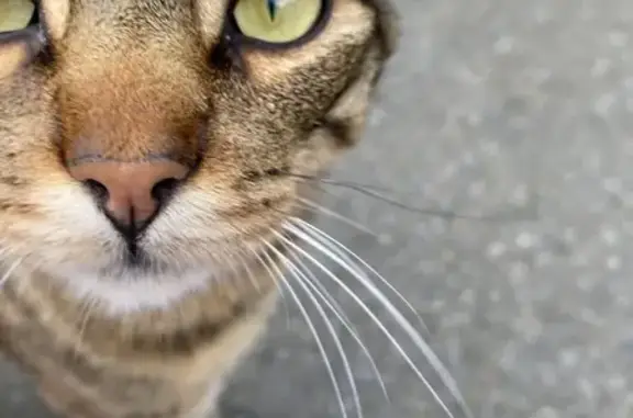 Chat tigré trouvé à Rennes - photo