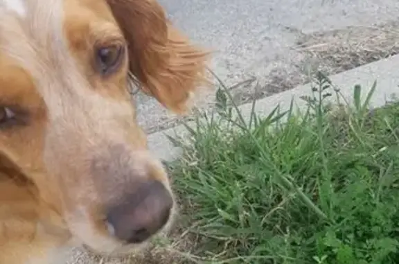 Chien trouvé Nieul-le-Dolent, photo: Chien trouvé près Super U Nieul