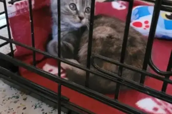 Chaton gris trouvé près du Megarama - photo