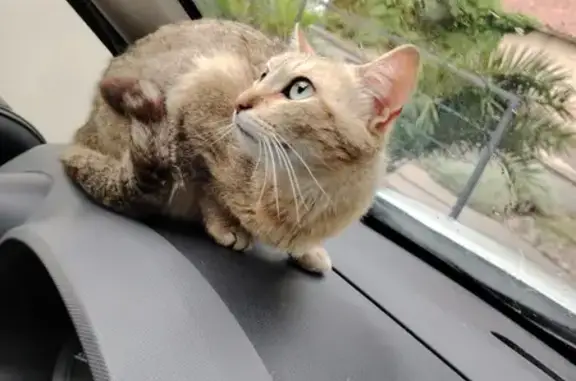 Chatte beige errante trouvée à Pignan - photo