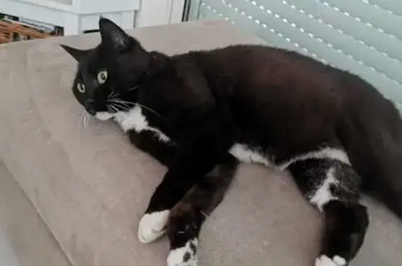 Chatte noire/auburn perdue - Saint-Pierre - photo