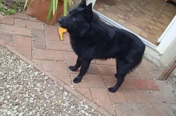 Animaux perdus , photo: Alerte: Chien Schipperke Perdu