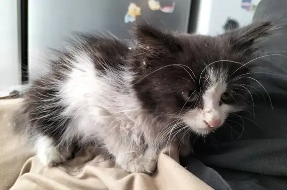 Chat retrouvé au Cimetière 19° - photo