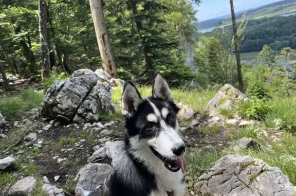 Chien perdu , photo : Alerte Husky: Vico, 5 mois, perdu