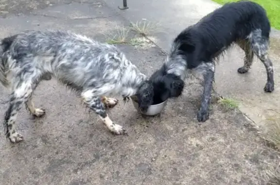 Deux chiens perdus à Ercé-prés-Liffré - photo