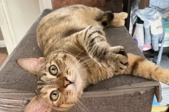 Lost Flame Orange Cat in Massapequa - Help!