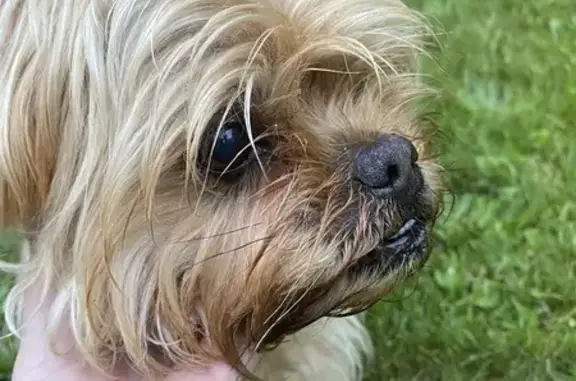 Chien trouvé Le Barp, photo: Chiot beige perdu retrouvé