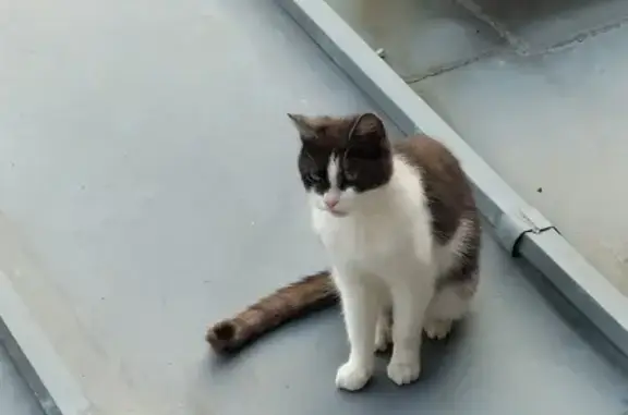 Chat marron/blanc perdu à Mouvaux - photo
