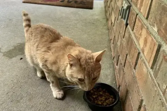 Found: Loving Cat in Indy 135, 6650 - Help!