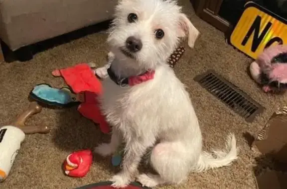 Lost White Terrier - Blue Yankees Collar!