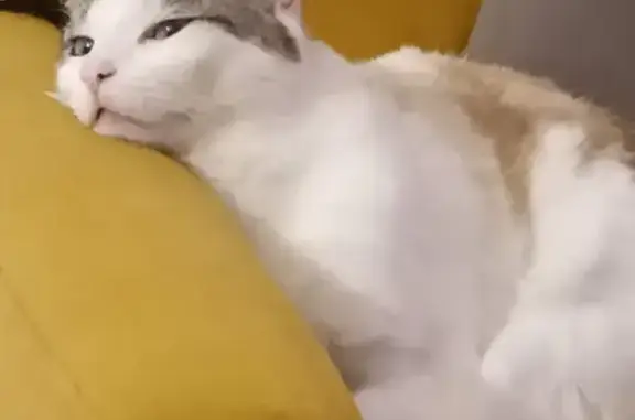 Sushi, chat blanc tacheté perdu - photo