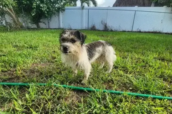 Found Dog: Black & White, Safe & Cared For!