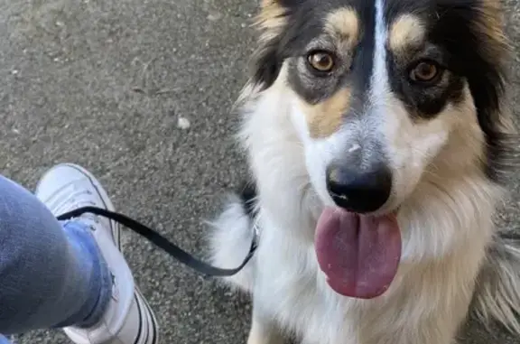 Chien croisé disparu à Barbaira - photo