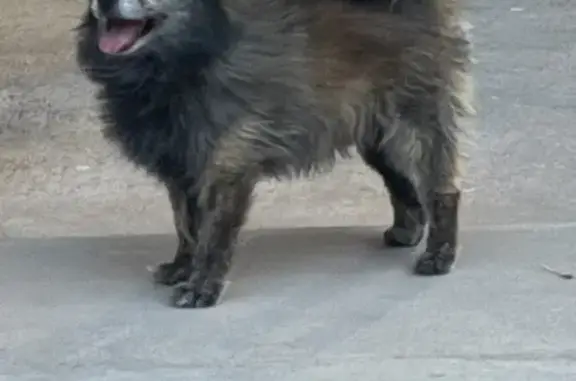 Lost Dogs on Wilcox Dr, El Paso - Help!
