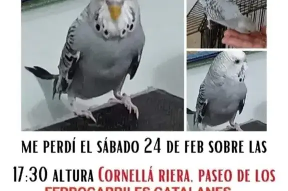 ¡Ayuda a Encontrar a Gris! Periquito Extraviado