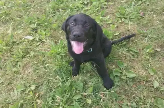 Found Puppy Alert: Black Lab in Canal Winchester!