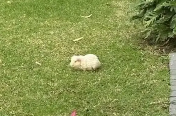 Found! White Guinea Pig in Gle...