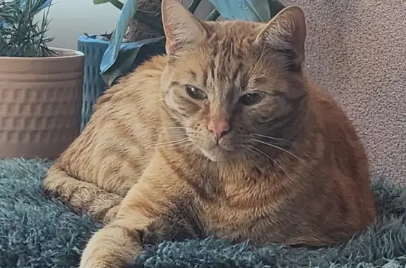 Lost Male Ginger Tabby - Gertrude St. Help!