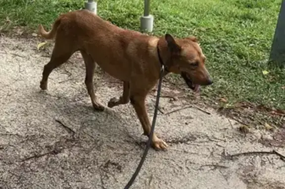 Found Male Dog Near Waterfront Key, SG - Help!