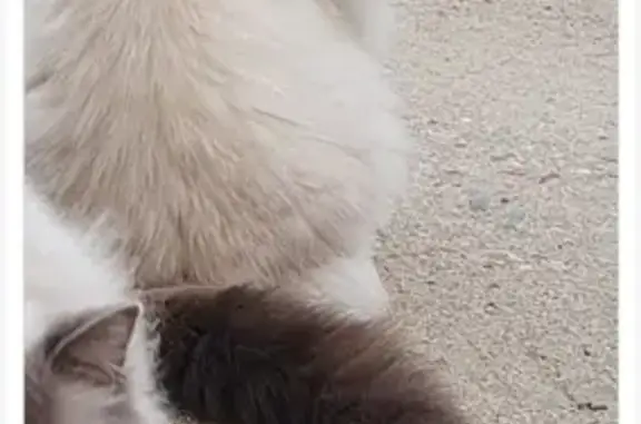 Animaux perdus Fay-aux-Loges, photo: Chat sacré de Birmanie perdu