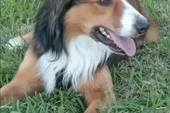 ¡Ayuda! Bixo, Border Collie Marrón Perdido