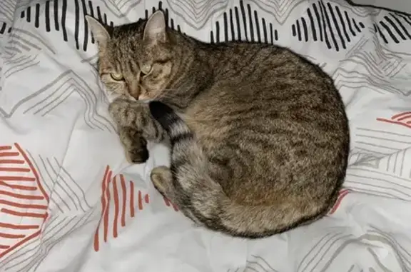 Animaux perdus Nantes, photo: Chat tigré perdu à Longchamp, Nantes
