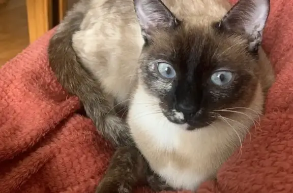 Animaux perdus Maisons-Alfort, photo: Chatte siamoise perdue, oreille trouée