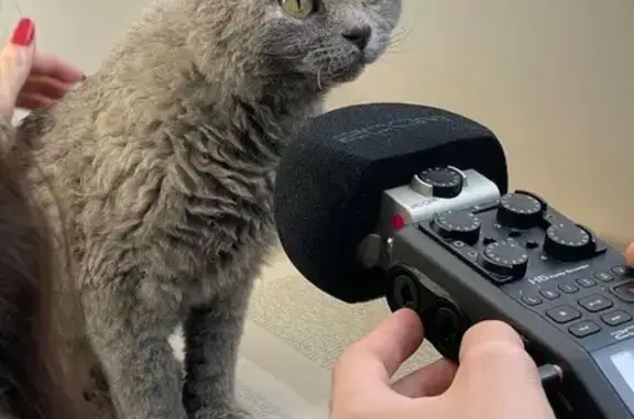 Animaux perdus Athée-sur-Cher, photo: Umi, chat gris perdu à Athée