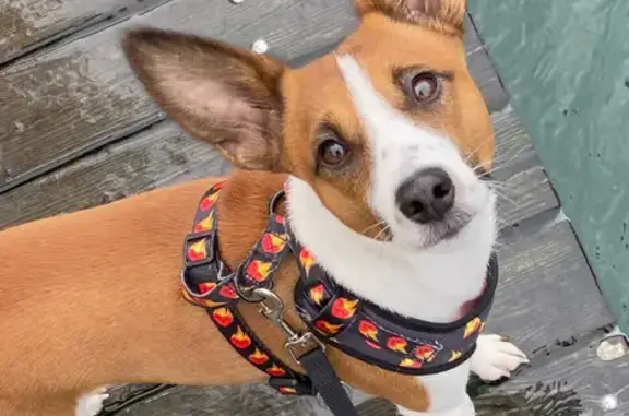 Chien perdu , photo : Chien croisé égaré à Chancy