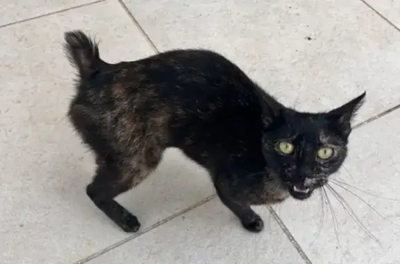 Chat sans queue trouvé à Beaussais - photo