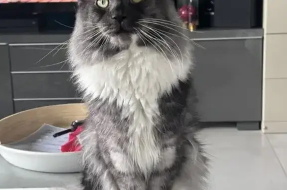 Animaux perdus Bon-Encontre, photo: Chat affectif non castré perdu