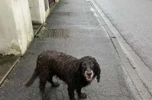 Chien perdu à Malzéville trouvé - photo