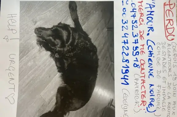 Animaux perdus Monclar-de-Quercy, photo: Chien Amour perdu à Monclar