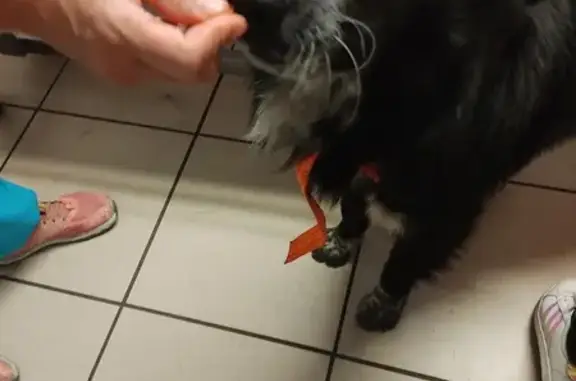 Chien Border Collie trouvé - photo