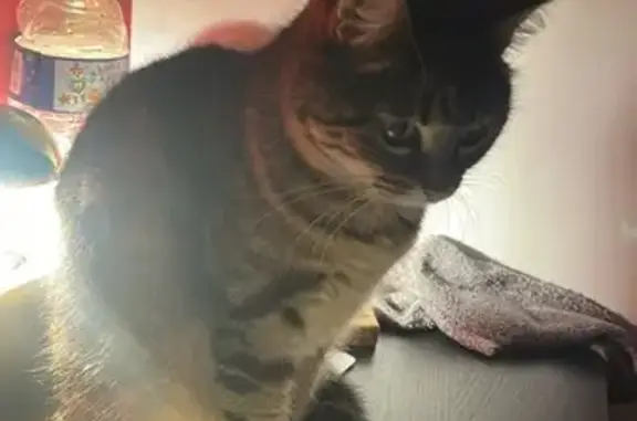 Chatte Mila tigrée disparue - photo