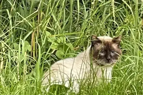 Chat perdu à Gilles - Aidez-le! - photo