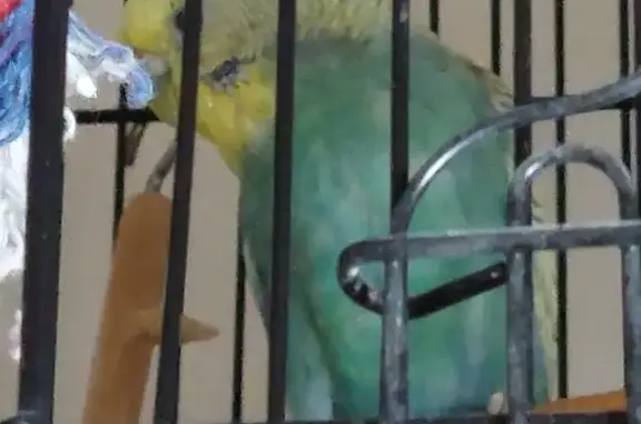 Lost Budgie Alert: Yellow & Blue - Call 0414822368