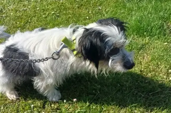 Chien trouvé à Saint-Lô, câlin - photo