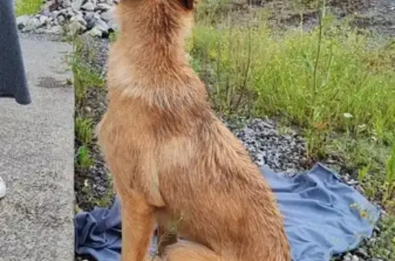 Chienne errante et douce à Bardos - photo