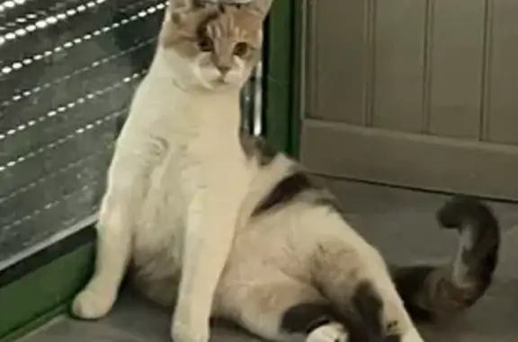 Chat perdu, , photo: Chatte tricolore Pepette perdue