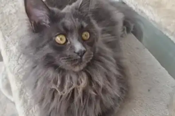 Chatte Main Coon perdue - Urgent - photo