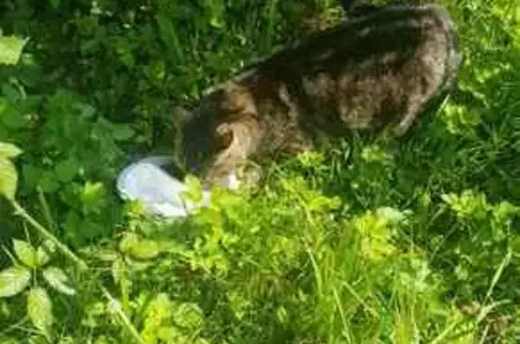 Chat mâle trouvé à Tournières - photo